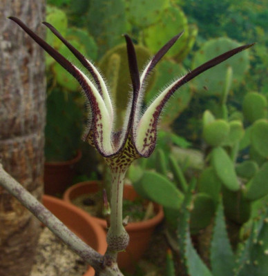 Ceropegia_stapeliaeformis.jpg