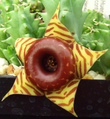 Huernia_confusa.jpg
