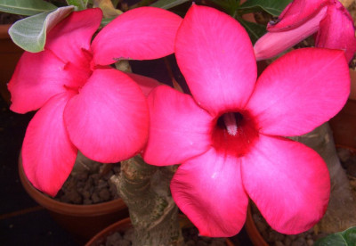 Adenium.jpg