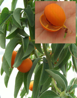 Adenia_glauca.jpg
