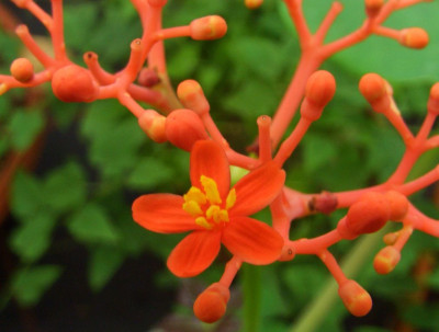 Jatropha.jpg