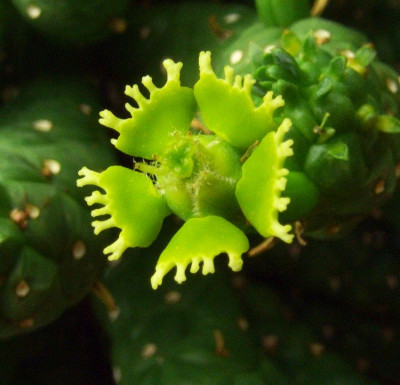 Euphorbia_caput-medusae.jpg