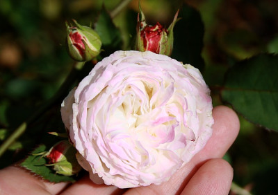 sämling bl-13-14-.jpg