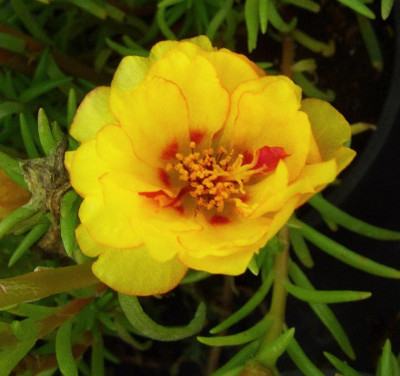 Portulaca.jpg