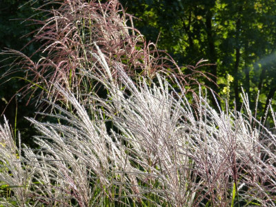 2015-09-24 Miscanthus Veitshöchheim Haiku.jpg