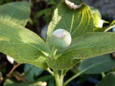 2015-09-24 Hydrangea involucrata 'Plena'.jpg