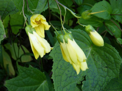 2015-09-24 Kirengoshema palmata.jpg