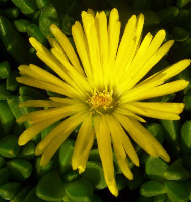 Delosperma_nubigenum_Lesotho.jpg