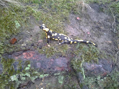 vorstehsalamander.jpg