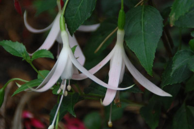 DSC_3146.JPG