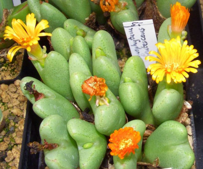 Conophytum_frutescens.jpg