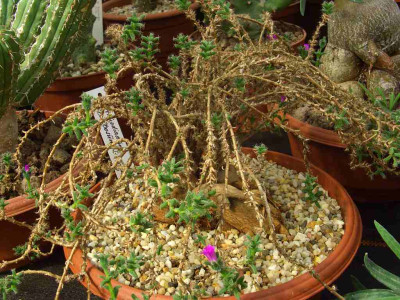 Trichodiadema_bulbosum.jpg