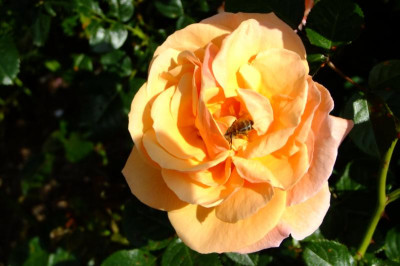 DSCF1733.JPG