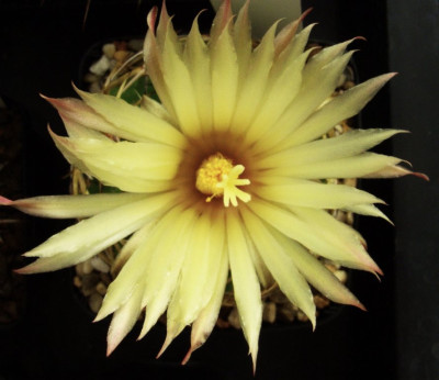 Coryphantha_radians.jpg