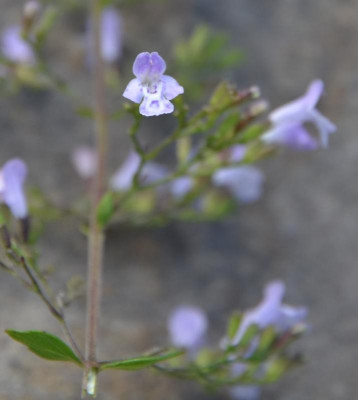 Calamintha_nepeta_ssp_nepeta.15-1.jpg