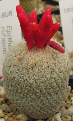 Epithelantha_rufispinna.jpg