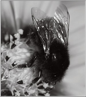 Hummel_sw.JPG