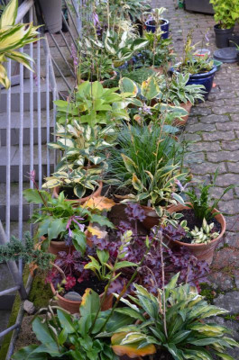Hosta-Töpfe.15-11.jpg