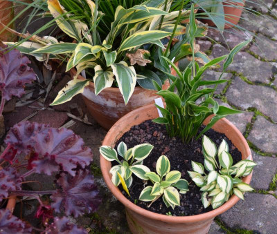 Hosta-Töpfe.15-10.jpg