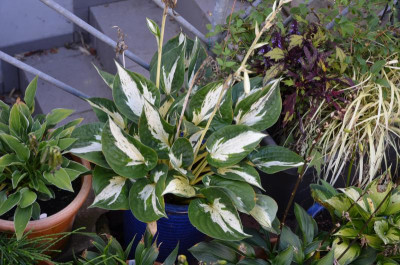 Hosta-Revolution.15-2.jpg