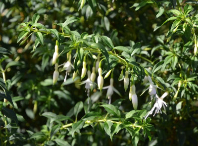 Fuchsia-Hawkshead.15-2.jpg