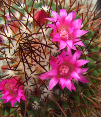 Mammillaria_spec_2.jpg
