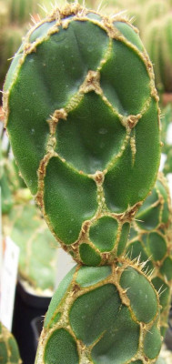 Opuntia_reticulata.jpg