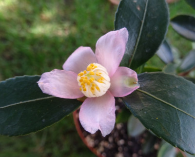Puniceiflora.jpg