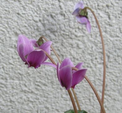 Cyclamen-ssp-unbek..jpg