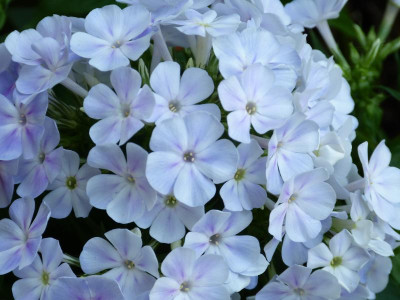 Purple Eye~04.JPG