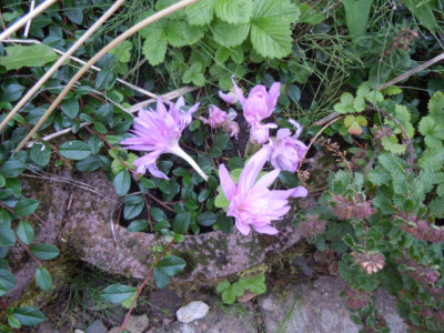 herbst 15 002.JPG