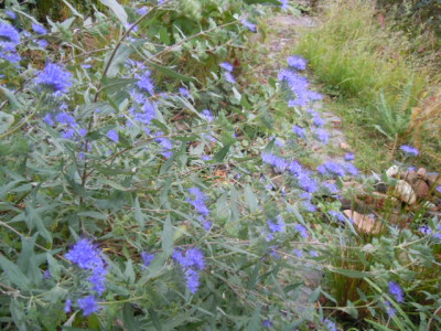 herbst 15 008.JPG