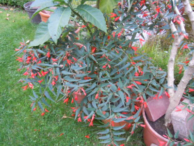 herbst 15 010.JPG