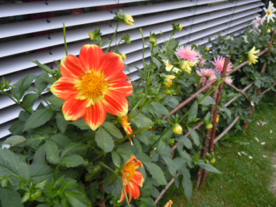 herbst 15 006.JPG
