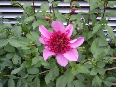 herbst 15 005.JPG