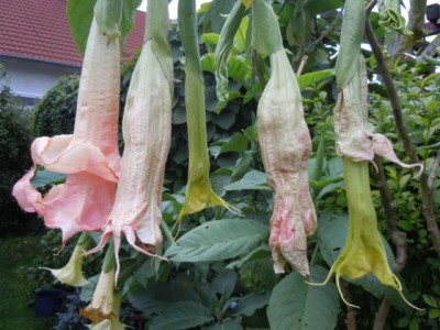 herbst 15 004.JPG