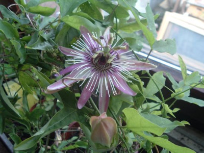 Passiflora.jpg