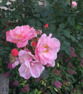 26092015 garten 1.jpg