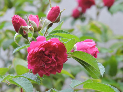 DSCN2262.JPG