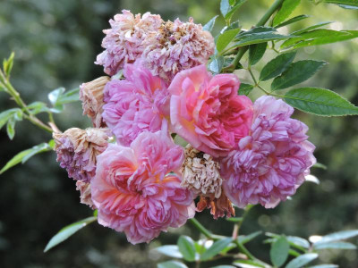 DSCN2219.JPG