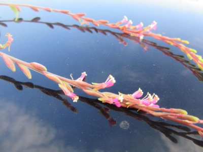 andere Gaura 2.jpg