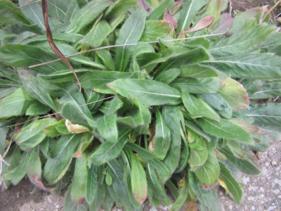 andere Gaura 3.jpg