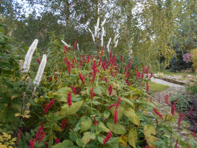 Cimicifuga_Persicaria.JPG