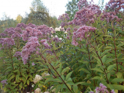 Eupatorium.JPG