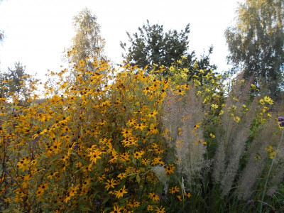 RudbeckiaTriloba_Diamantgras.JPG