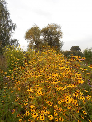 RudbeckiaTriloba_Weide.JPG