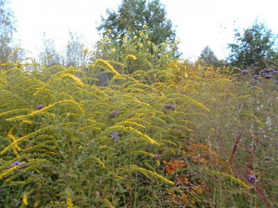 Solidago_Helenium.JPG