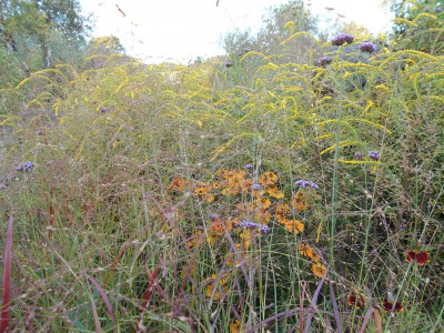 Solidago_Helenium2.JPG