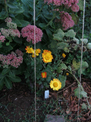 crys.dernier soleil 2015sep23 (2) (Mittel).JPG