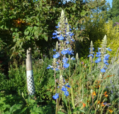 Salvia uliginosa 2015.jpg